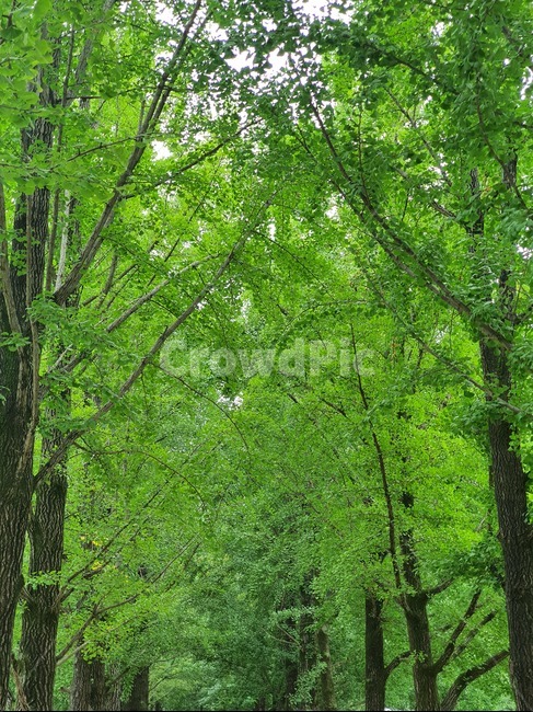 나무,식물,푸르름,자연,경치,자연,풍경,nature,landscape