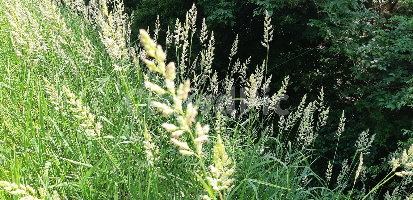 잔디,plant,식물,갈대,화분,grass,pottedplant