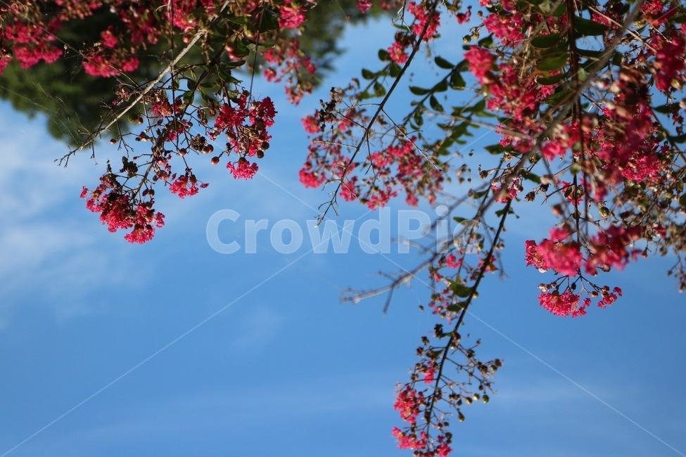 꽃,분홍,식물,하늘,자연,파랑,감성,flower,hana,pinku,pink,plants,shokubutsu,sky,sora,nature,blue,ao,구름,cloud,kumo,식물,자연,plants,nature,꽃,flower