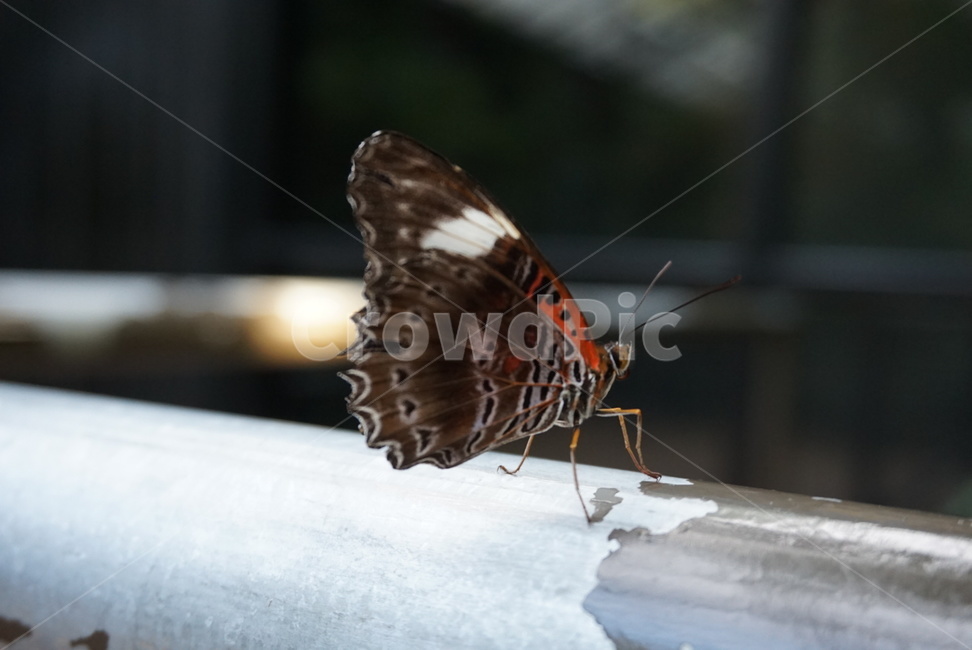 나비,노랑나비,검정나비,곤충,나방,호랑나비,동물,animal,곤충,벌레,insect,bug