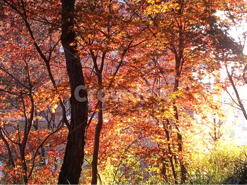 단풍,목련강,무환자나무목,시과,관상수,산호각,당단풍,활엽교목,가을,계절,fall,autumn,season,식물,자연,plants,nature,나무,trees,wood,tree,plant,maple