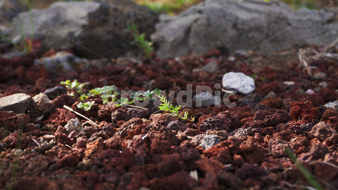 새싹,흙,생명,잡초,ground,soil,식물,자연,plants,nature