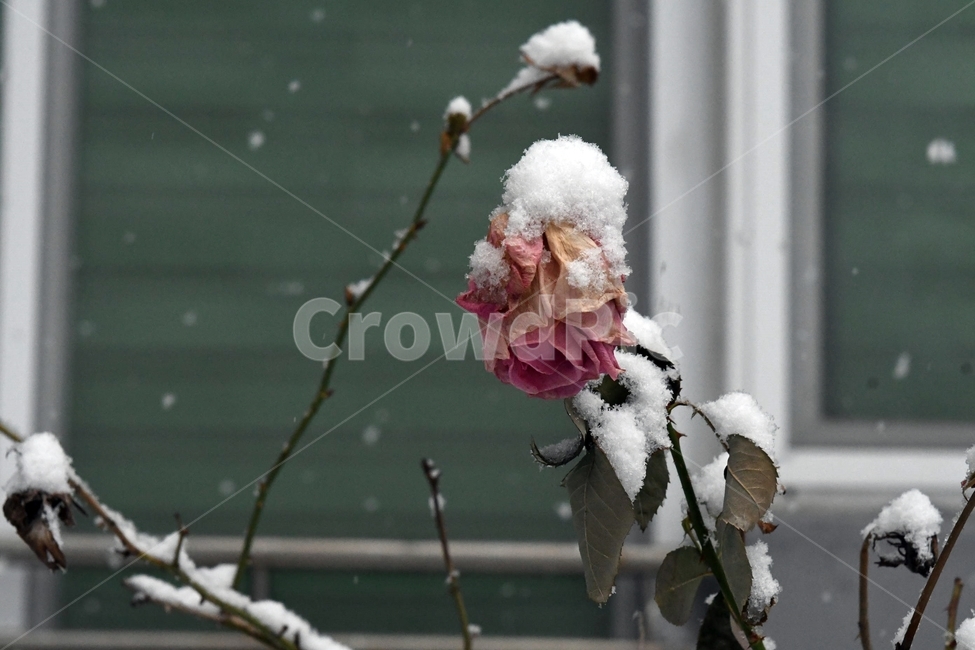 겨울,눈,자연,계절,winter,season,식물,plants,nature,장미,겨울장비,겨울,계절,winter,season
