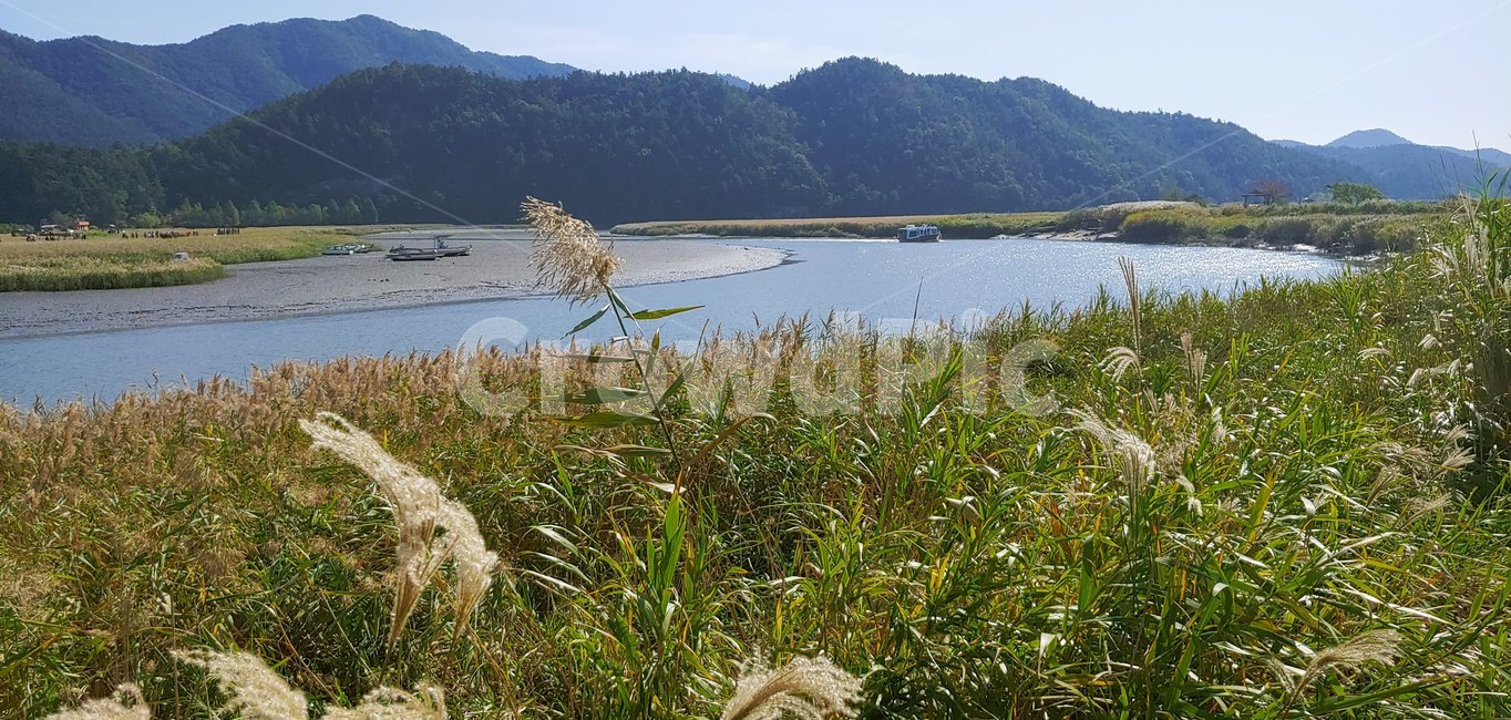순천만,순천,갈대,갈대밭,갯벌,nature,자연,outdoors,옥외,들,field,목초지,grassland,grass,식물,plant,lawn,잔디