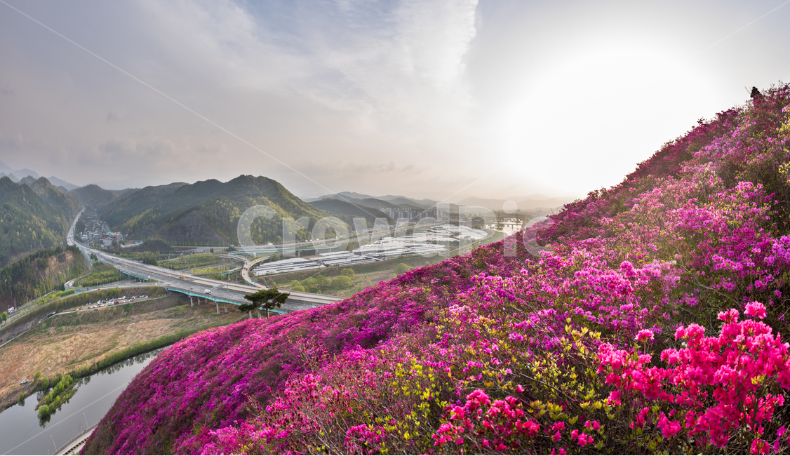 대구,와룡산,영산홍,철쭉,금호강,풍경,일출,진달래,봄,꽃,생화,식물,조경,핑크,분홍,spring,season,flower,만개,만발,자연,연산홍,아름다운,화사한,Azalea,계절,plants,nature,봄,계절,spring,season,자연,풍경,nature,landscape,한국자연풍경,한국자연경관,korea nature landscape,outdoors,옥외