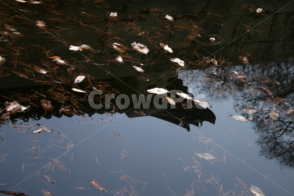 창덕궁,부용지,세계문화유산,문화유산,한국,후원,감성,연못,자연,풍경,nature,landscape,water,물,outdoors,옥외,land,땅