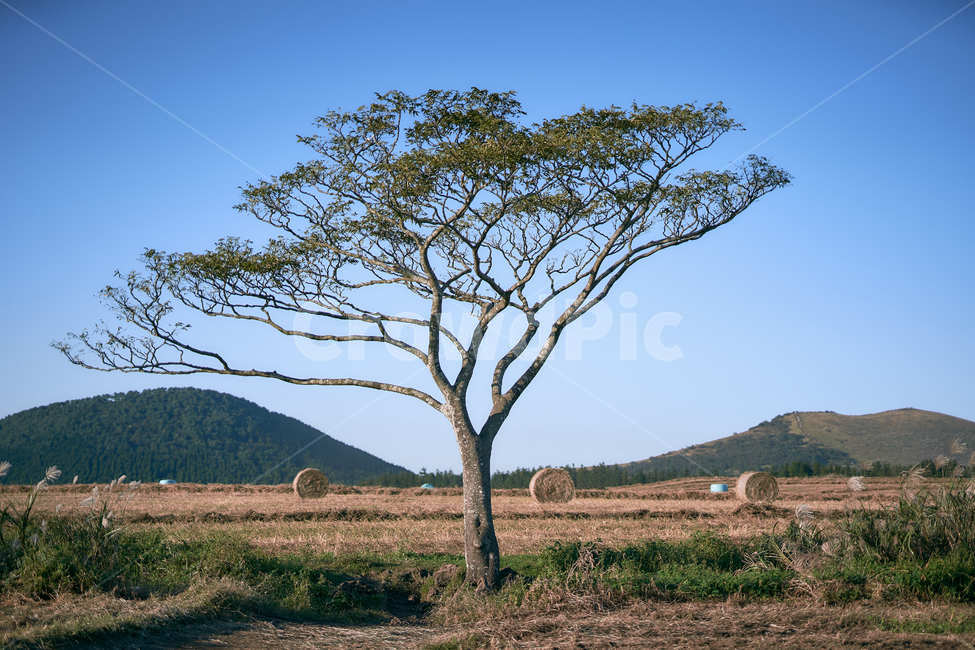 나홀로나무,푸른하늘,sky,풍경,landscape,nature,자연,목초지,grassland,outdoors,옥외,식물,자연,plants,nature,나무,trees,wood