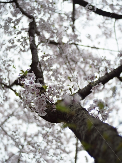 벚꽃,제주,벚꽃앤딩,봄,벚꽃나무,봄,계절,spring,season,식물,자연,plants,nature,꽃,flower,나무,trees,wood,plant,blossom