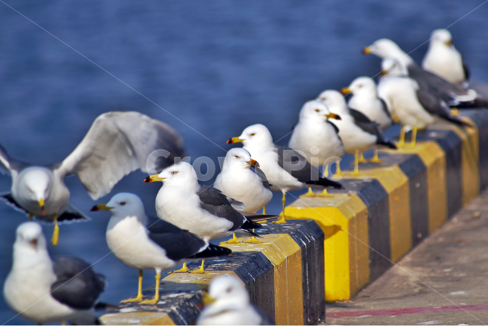 갈매기,조류,새,바다,commongull,seagull,동물,부리,동물,animal,조류,새,birds