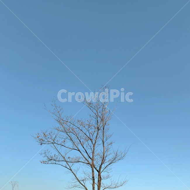하늘,나무,깔끔한,겨울,그라데이션,겨울,계절,winter,season,식물,자연,plants,nature,나무,trees,wood