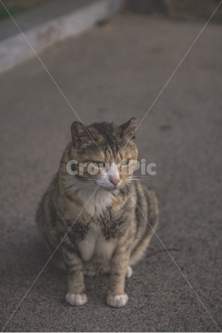 고양이,길냥이,냥이,cat,pet,동물,근엄,무거움,동물,animal,포유류,mammal,고양이,cat,kitten,kitty