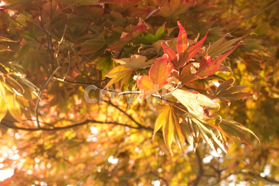 가을,따뜻한,단풍,단풍잎,식물,배경화면,가을,계절,fall,autumn,season,식물,자연,plants,nature,plant,leaf,잎,tree,나무,maple