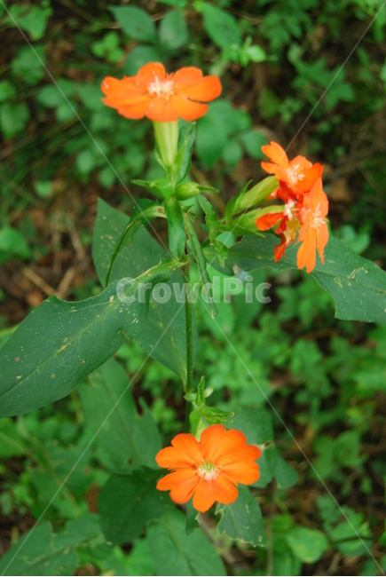 백암산,들꽃,자연,봄,탐방로,식물,자연,plants,nature,꽃,flower