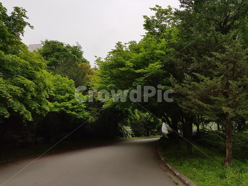 나무,조경,하늘,공원,녹색,자연,풍경,nature,landscape,asphalt,아스팔트,road,도로
