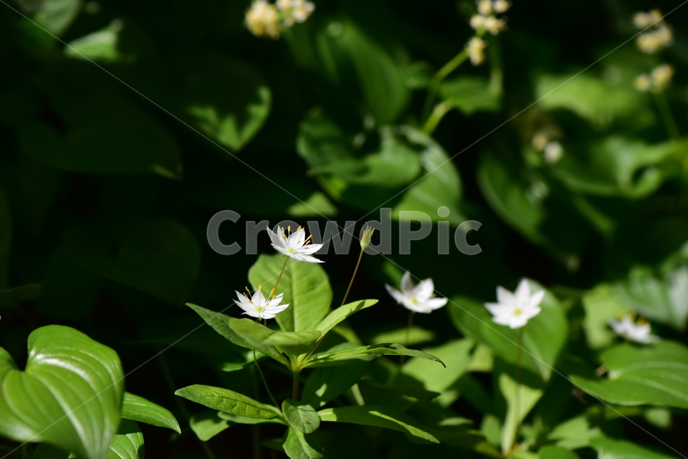 참기생꽃,야생화,식물,자연,생태,꽃,힐링,플라워,wildflower,flower,plants,nature,season,감성,느낌,emotion,feeling,앵초목,앵초과,기생꽃속,여러해살이풀,희귀식물