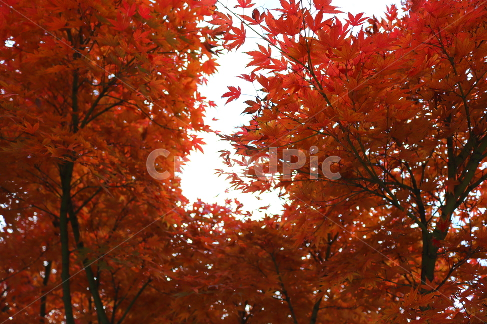 나무,단풍,단풍나무,식물,가을,자연,가을,계절,fall,autumn,season,식물,자연,plants,nature,나무,trees,wood,plant,leaf,잎,tree,maple