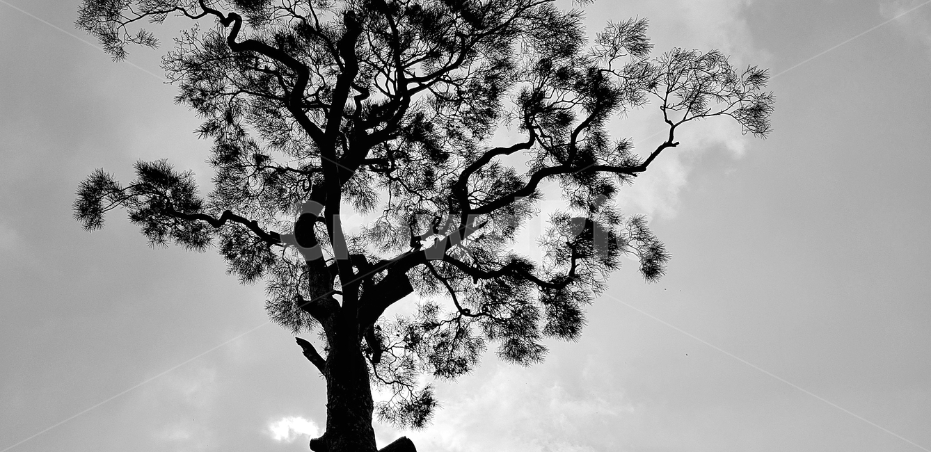 나무,식물,자연,하늘,흑백,소나무,웅장,식물,자연,plants,nature,나무,trees,wood