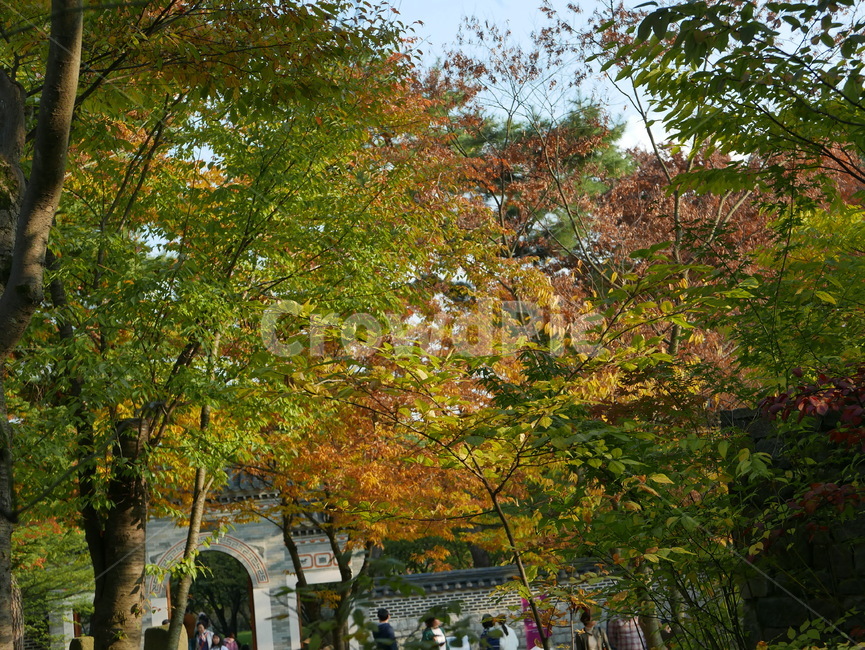 tree,나무,plant,식물,단풍,가을,초가을,공원