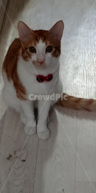 장난감,펫푸드,고양이과,고양이까페,성묘,동물,animal,포유류,mammal,고양이,cat,kitten,kitty