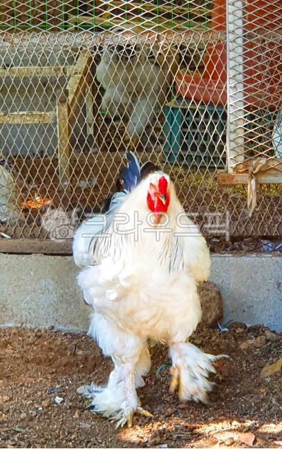닭,수탉,브라마,라이트브라마,관상닭,애완닭,대형,크다,동물,가금류,가축