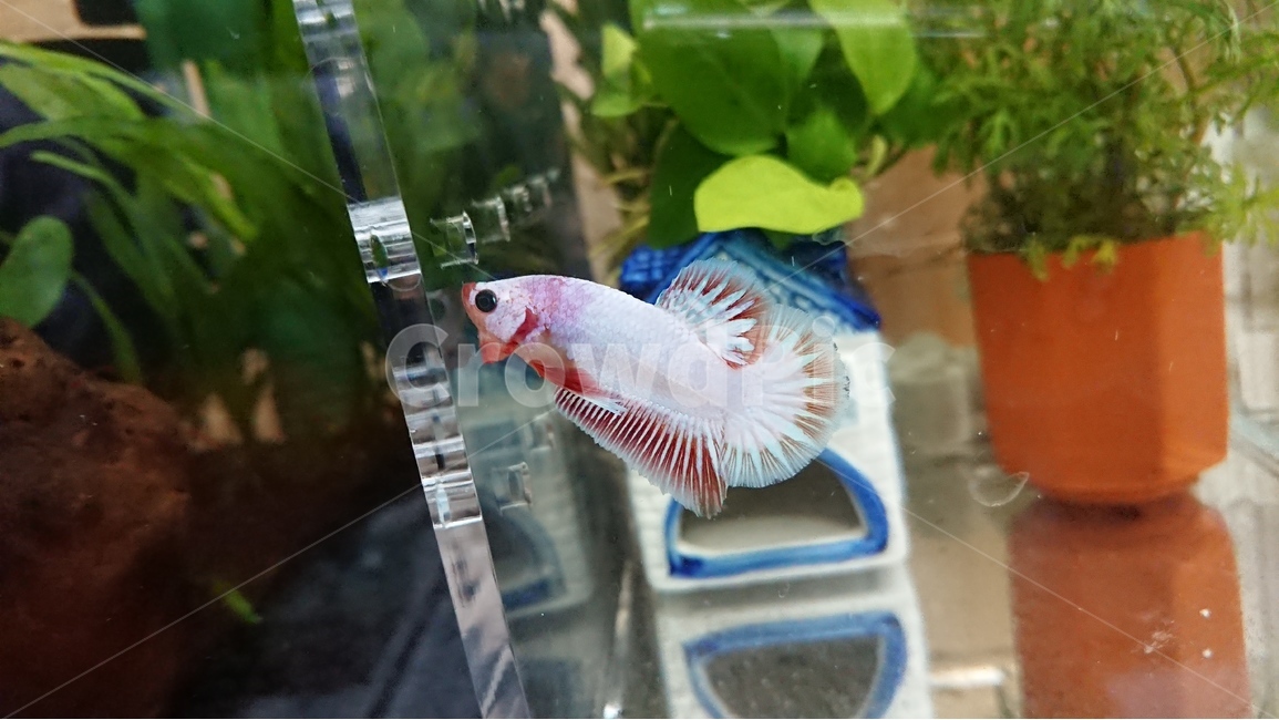 물고기,열대어,베타,베타물고기,팬시,파스텔,흰색,동물,animal,어류,물고기,fish