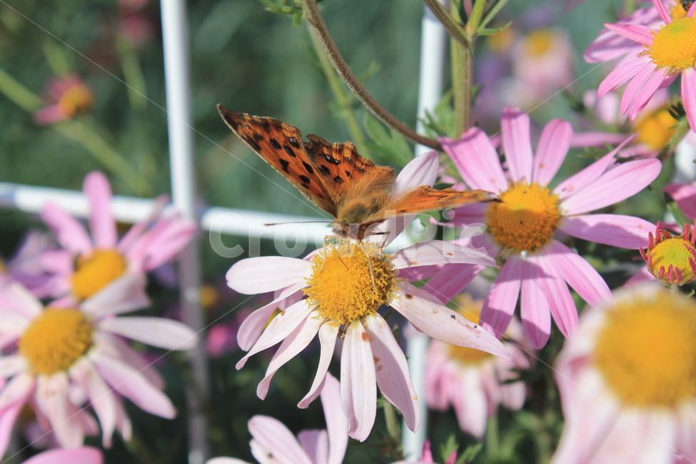 margueritedaisy,daisy,marguerite,가을,꽃,autumn,fall,flower,flowers,plant,식물,데이지,마가렛,나비,butterfly,monarchbutterfly,blossom,pollen,식물,자연,plants,nature,꽃,flower,곤충,벌레,insect,bug