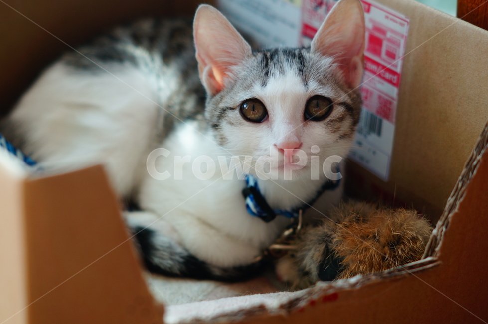 고양이,반려동물,코리안숏헤어,코숏,야옹이,anima,koreanshorthair,집고양이,kitty,cat,동물,동물,animal,포유류,mammal,고양이,cat,kitten,kitty