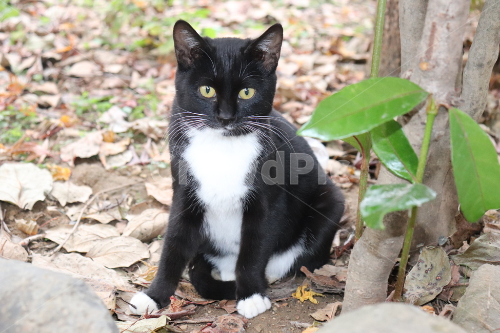 cat,고양이,길고양이,길냥이,집냥이,마당냥이,동물,animal,까만고양이,까미,턱시도,동물,animal,포유류,mammal,고양이,cat,kitten,kitty