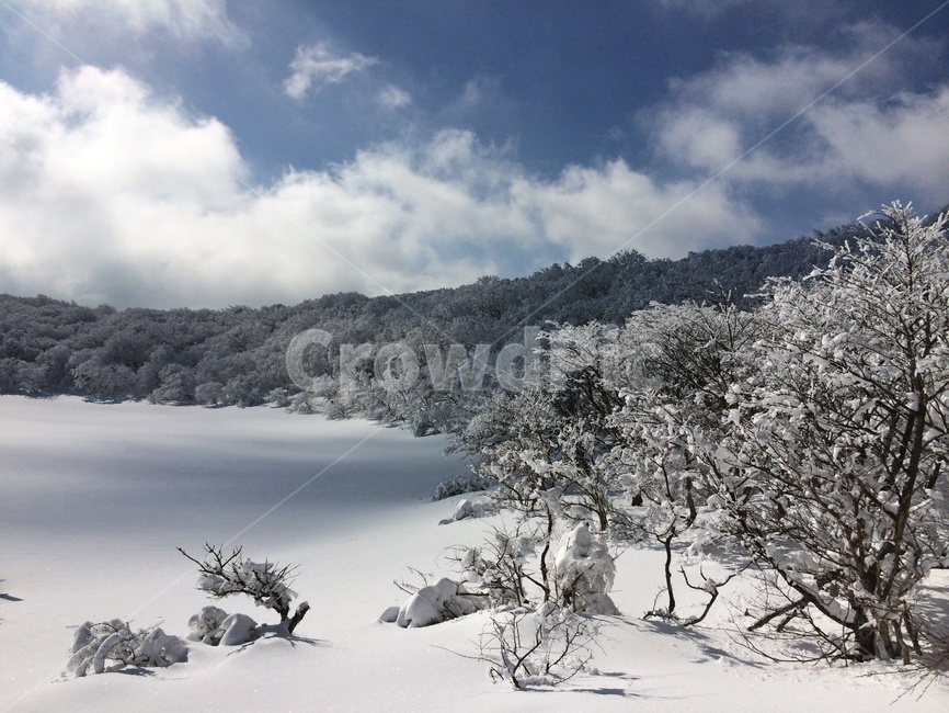 한라산,설산,눈꽃,나무,자연,겨울,겨울,계절,winter,season,자연,풍경,nature,landscape,tree,plant,식물,fir,전나무,outdoors,옥외