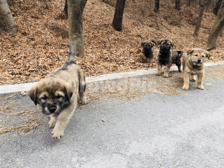 애완동물,pet,개,animal,시골잡종,puppy