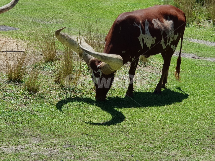 소,소뿔,뿔소,황소,bulls,cow,동물,animal,포유류,mammal