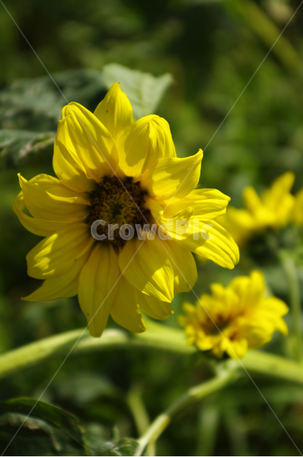 해바라기,꽃,식물,flower,자연,plant,식물,자연,plants,nature,꽃,flower