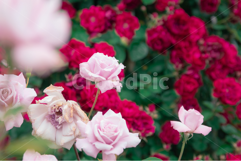 장미,장미꽃,rose,flower,꽃,red,pink,식물,자연,plants,nature,꽃,flower