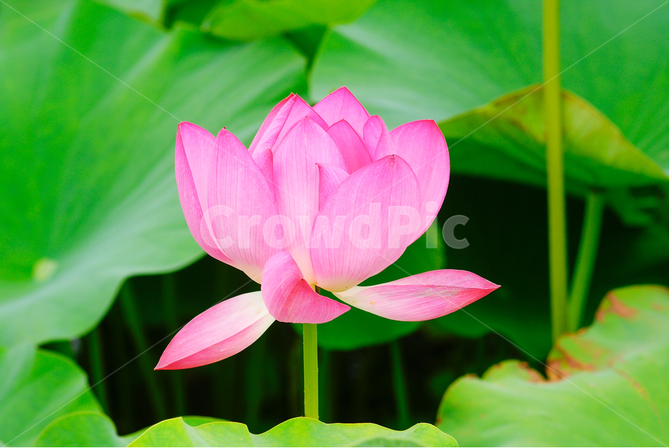 여름,연꽃,꽃,자연,연잎,식물,피어나다,둘러싸이다,녹색,잎,계절,season,summer,lotus,flower,nature,lotusleaf,plant,bloom,blossom,green,laef,식물,자연,plants,nature,꽃,flower