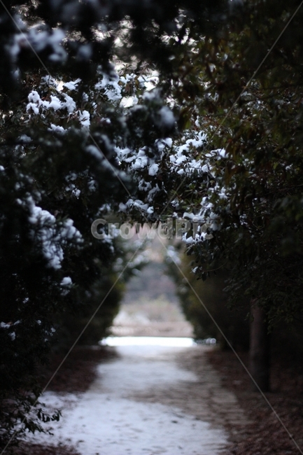 사진,풍경,나무,산책길,눈,겨울,산책로,수목원,scenery,tree,street,snow,winter,arboretum,겨울,계절,winter,season,자연,풍경,nature,landscape