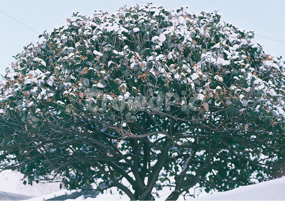 나무,자연,초록,tree,겨울나무,겨울,계절,winter,season,나무,trees,wood