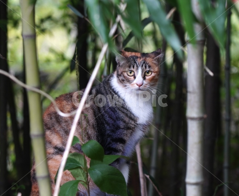 고양이,cat,동물,대나무,猫,동물,animal,포유류,mammal,고양이,cat,kitten,kitty