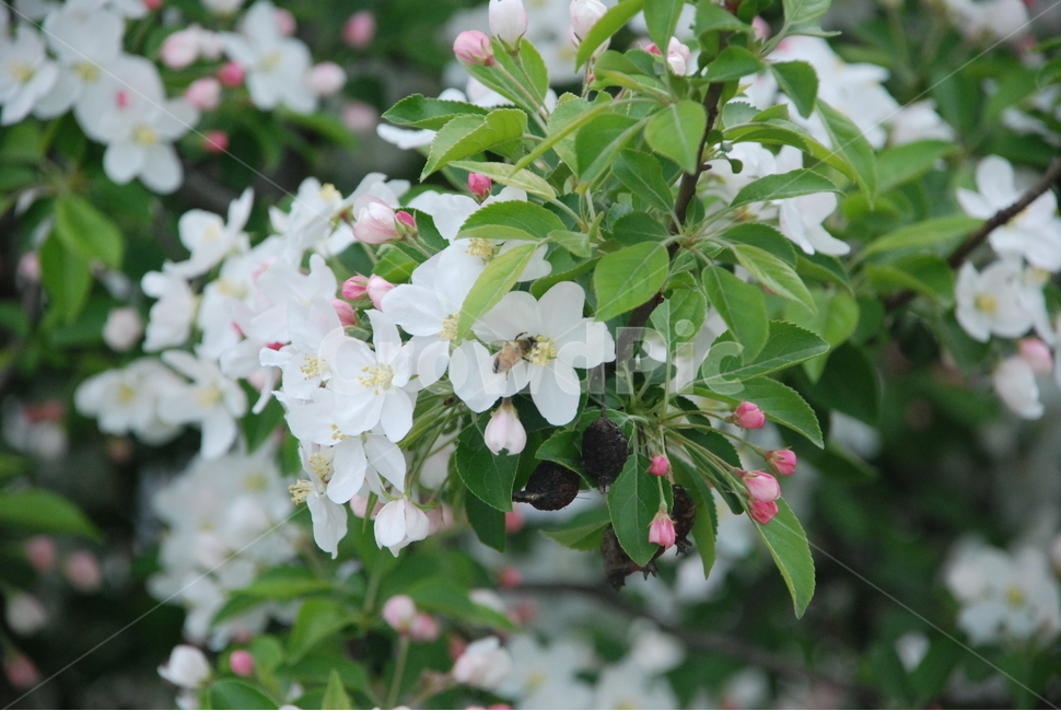 꽃,나무,식물,벌,꿀벌,사과꽃,애기사과꽃,힐링,자연,봄,계절,spring,season,식물,자연,plants,nature,꽃,flower,동물,animal,곤충,벌레,insect,bug,plant,blossom