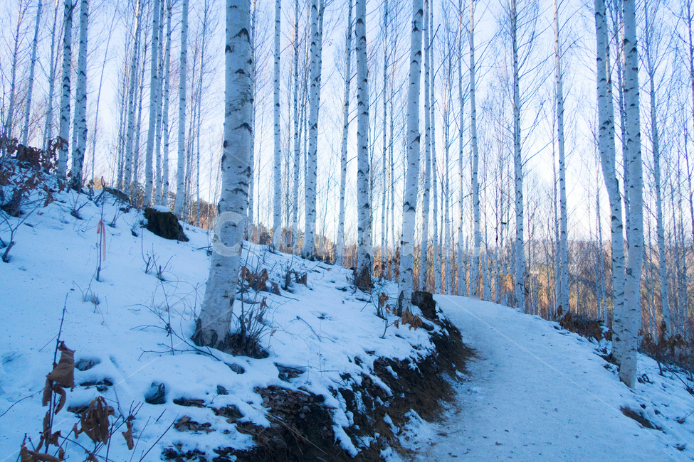 자연,풍경,겨울,자작나무,감성,는,눈밭,겨울,계절,winter,season,자연,풍경,nature,landscape,한국자연풍경,한국자연경관,korea nature landscape,식물,plants,나무,trees,wood,plant,tree