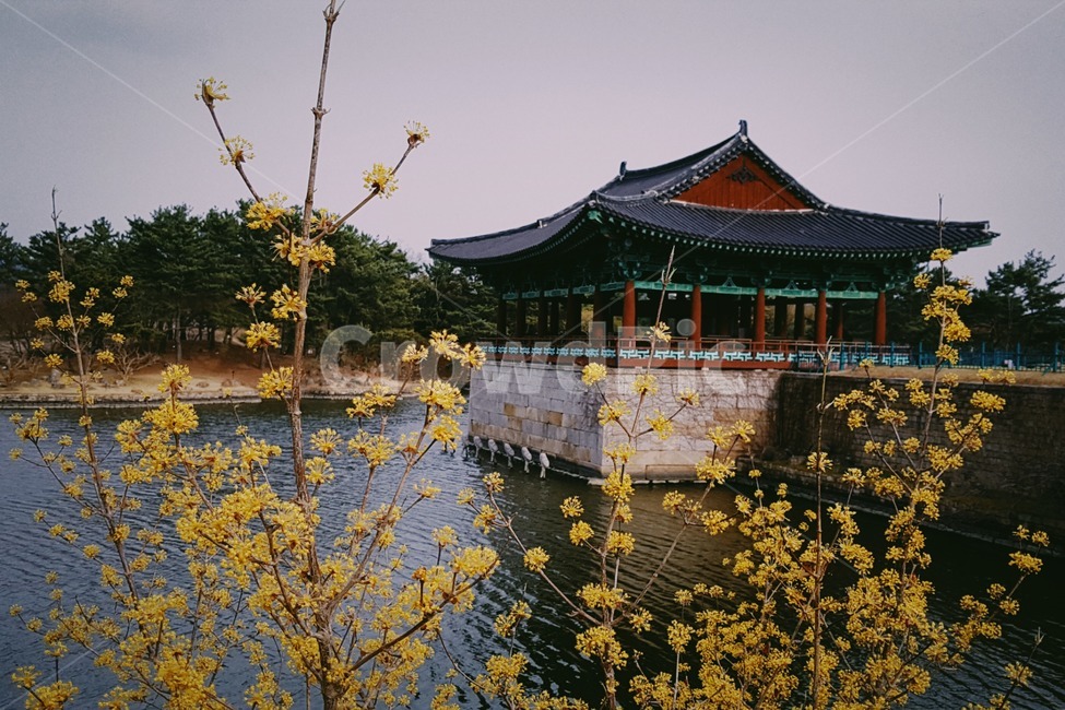 산수유,동궁과월지,안압지,경주,유적,랜드마크,landmark,tourist attraction,한국랜드마크,한국관광지,한국명소,korea landmark,korea tourist attraction