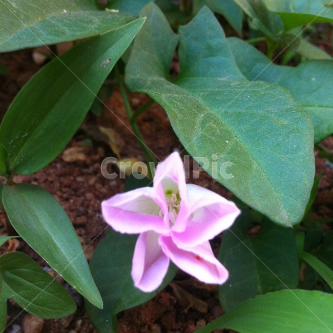 나팔꽃,morningglory,꽃,정면,보라색,분홍색