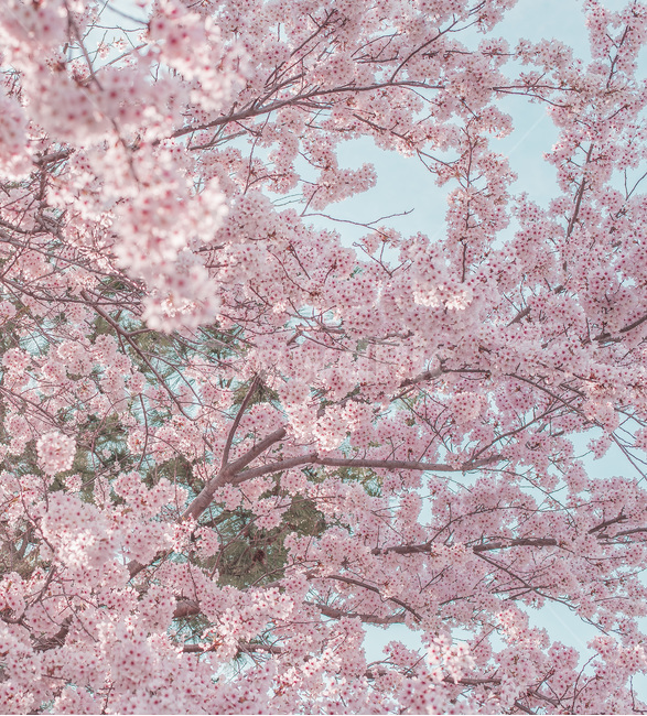 벚꽃,꽃,봄,자연,풍경,봄꽃,봄,계절,spring,season,식물,자연,plants,nature,꽃,flower,색깔,색상,색채,색감,color sense,color sensitivity,feeling of color,plant,blossom