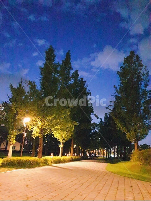 tree,plant,나무,식물,공원,저녁,가로등,산책로,밤하늘,자연,가로수,등