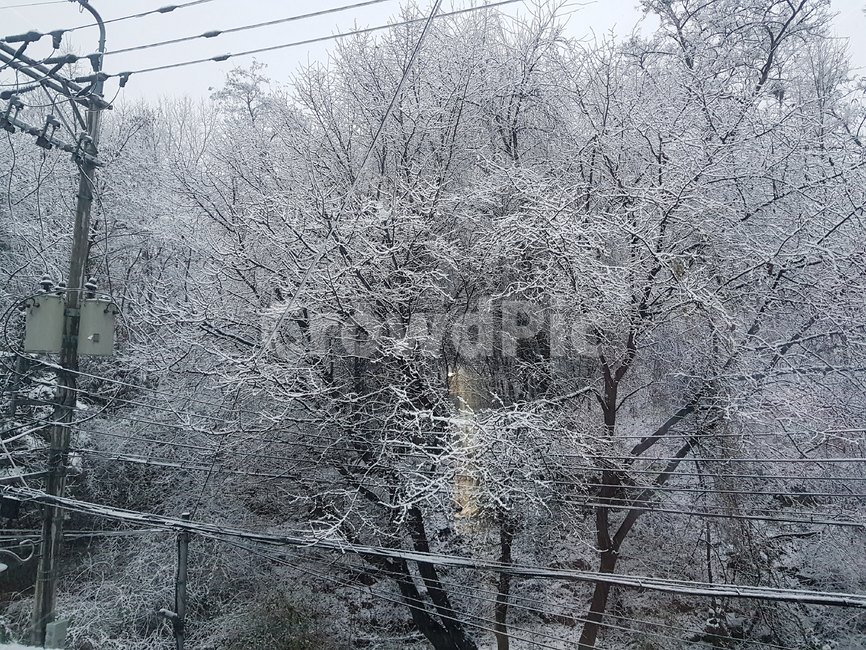 겨울,눈,풍경,겨울풍경,겨울나무,설경,snow,winter,첫눈,scenery,tree,snowtree,겨울,계절,winter,season,자연,풍경,nature,landscape,outdoors,옥외,frost,서리
