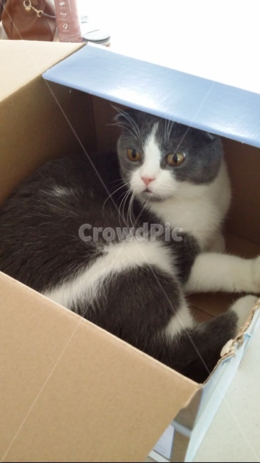 고양이,박스,성애자,스코티쉬폴드,반려동물