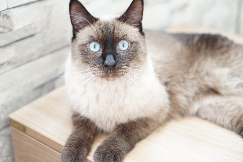 고양이,샴고양이,집고양이,반려묘,코코아색,동물,animal,포유류,mammal,고양이,cat,kitten,kitty
