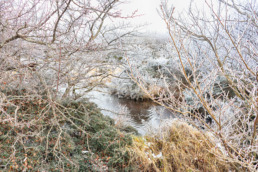 제주도,한라산,1100고지,한라산1100고지,설경,눈꽃,눈,snow,자연,옥외,outdoors,nature