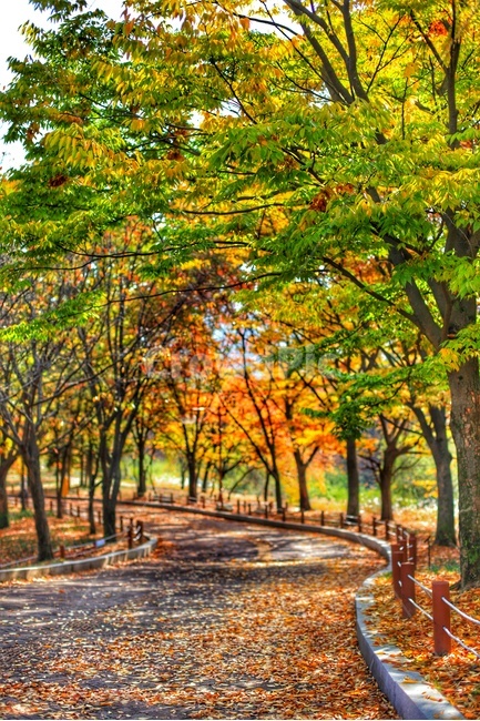 풍경,가을,공원,낙엽,단풍,가을,계절,fall,autumn,season,자연,풍경,nature,landscape,tree,나무,plant,식물,outdoors,옥외,vegetation,초목