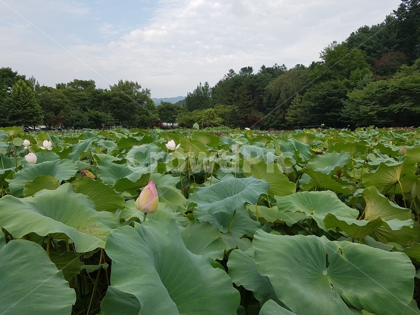 연꽃,정원,수중식물,초록,연잎,저수지,웅덩이,물가