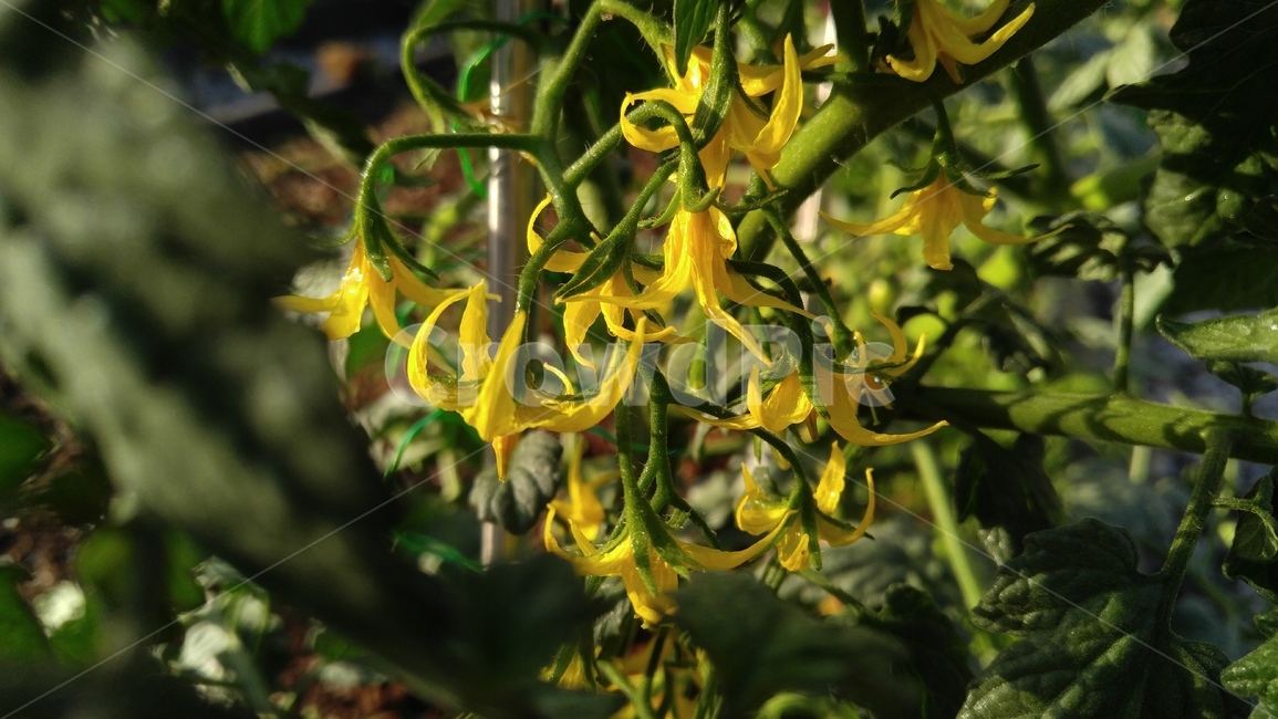 토마토,토마토꽃,노랑꽃,꽃,식물,녹색,배경,감성,계절,tomato,tomatoflower,flower,yellowflower,flants,green,background,emotional,season